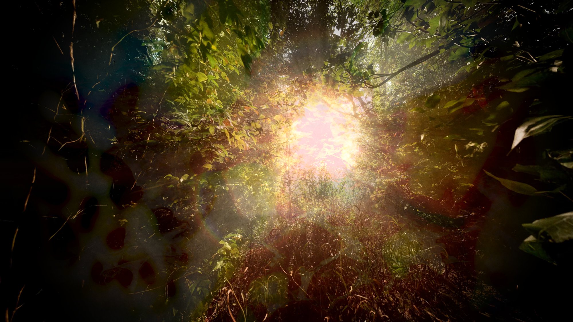 Generative Danish forest with light breaking through the trees