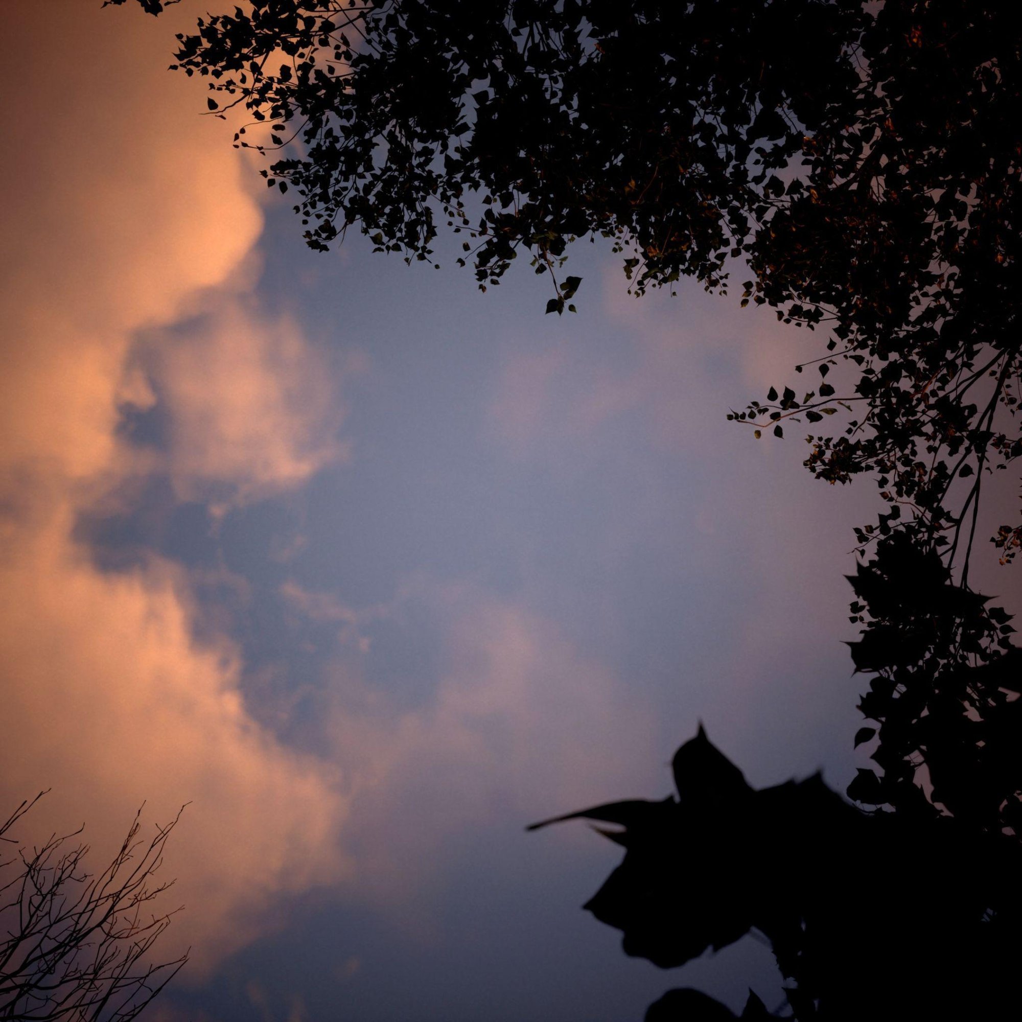 The Sun — silhouetted leaves against a twilight sky